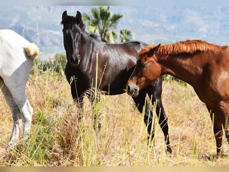 PRE Semental 2 años 165 cm Negro in Provinz Malaga