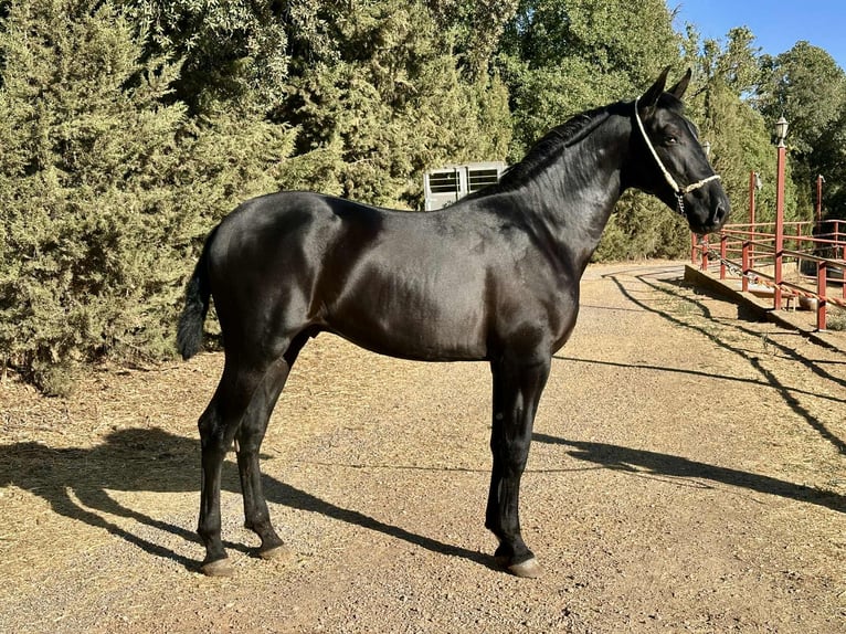 PRE Semental 2 años 165 cm Negro in Galaroza