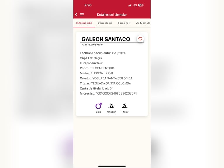 PRE Semental 2 años 165 cm Negro in Galaroza