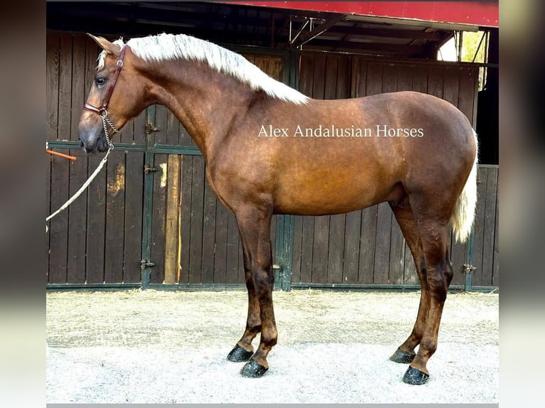 PRE Mestizo Semental 2 años 165 cm Palomino in Sevilla