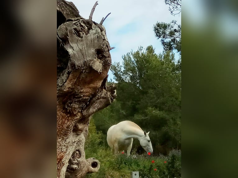 PRE Mestizo Semental 2 años 165 cm Tordo in Sagunt/Sagunto