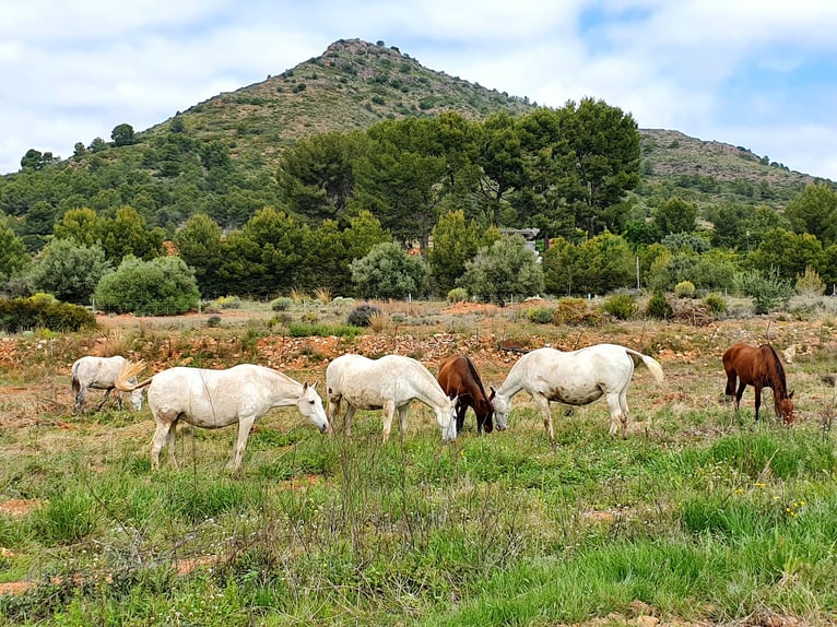 PRE Mestizo Semental 2 años 165 cm Tordo in Sagunt/Sagunto