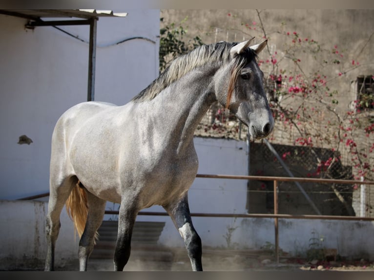 PRE Mestizo Semental 2 años 165 cm Tordo in Valencia