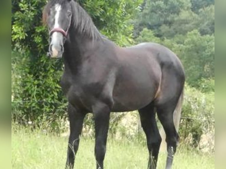 PRE Mestizo Semental 2 años 166 cm Tordo in Gijon