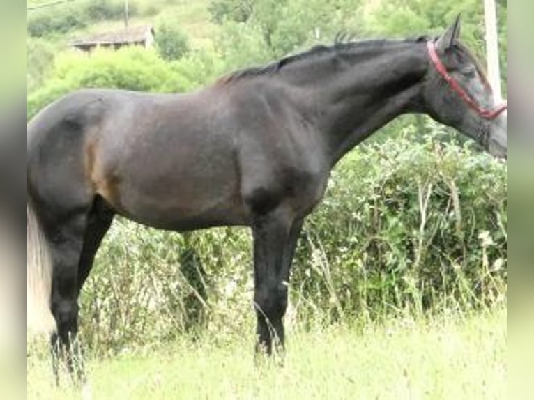 PRE Mestizo Semental 2 años 166 cm Tordo in Gijon