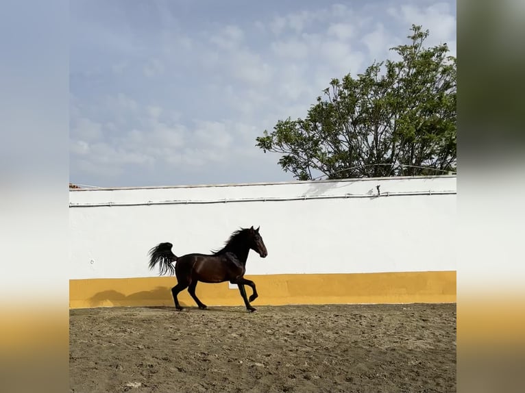 PRE Mestizo Semental 2 años 167 cm Castaño oscuro in Albacete