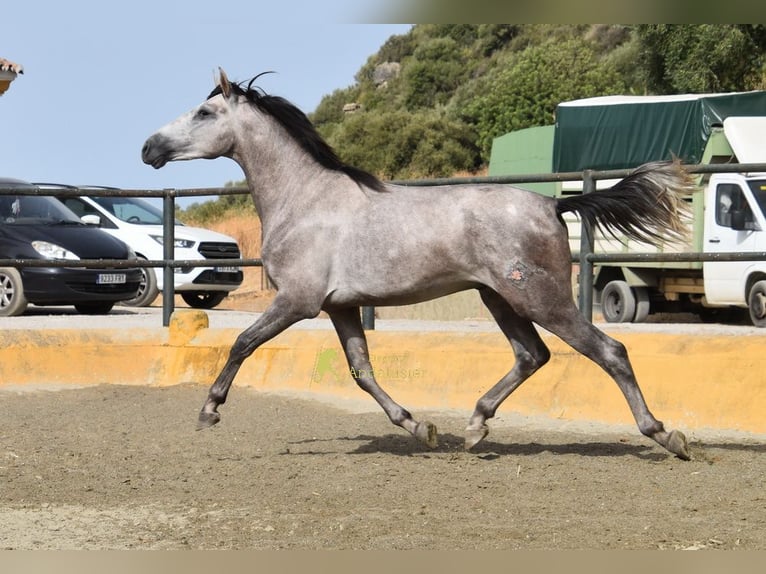 PRE Semental 2 años 167 cm Tordo in Provinz Malaga