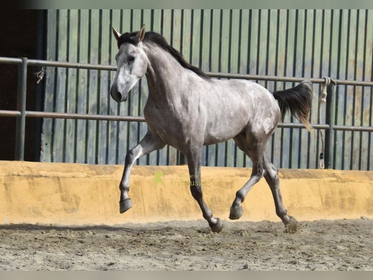 PRE Semental 2 años 167 cm Tordo in Provinz Malaga
