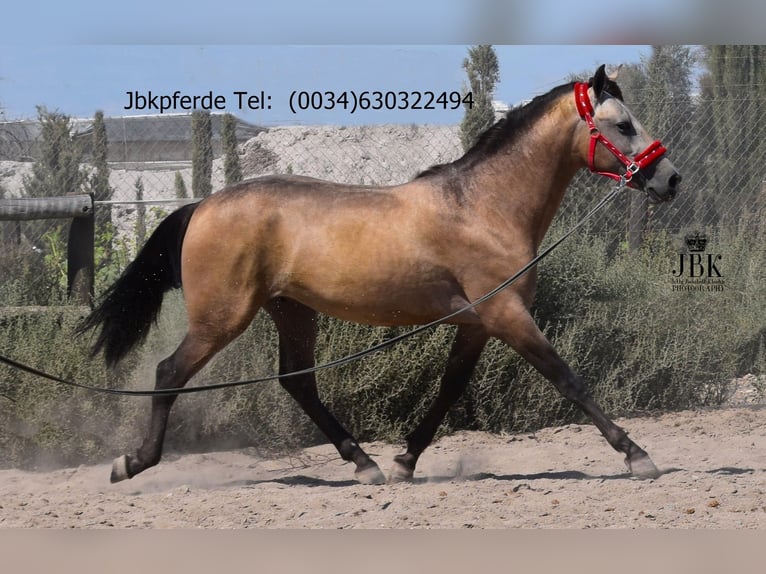PRE Mestizo Semental 2 años 168 cm Bayo in Taberna Almeria