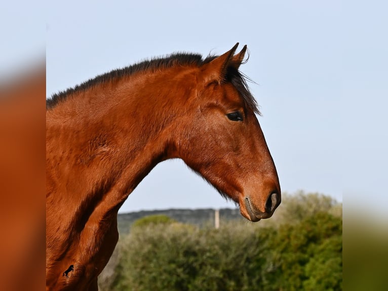 PRE Mestizo Semental 2 años 168 cm Castaño in Menorca