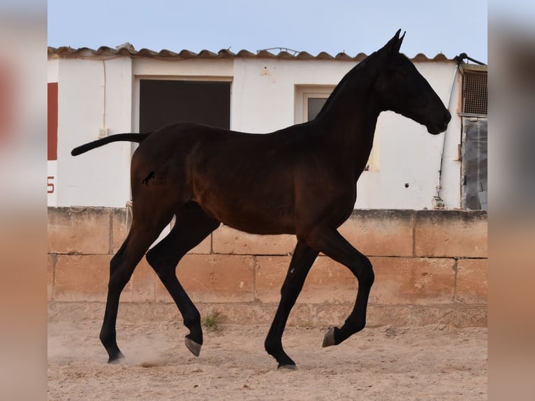 PRE Semental 2 años 168 cm Negro in Menorca