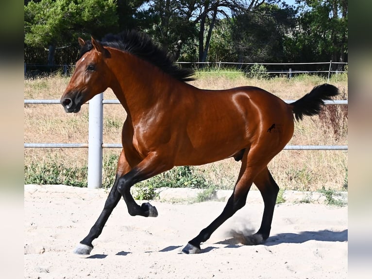 PRE Mestizo Semental 2 años 169 cm Castaño in Mallorca