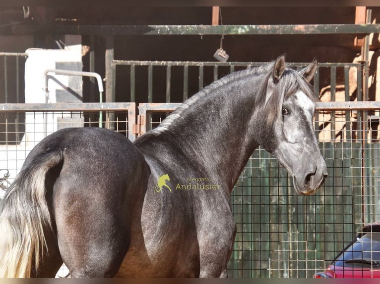 PRE Semental 2 años 169 cm Tordo in Provinz Malaga
