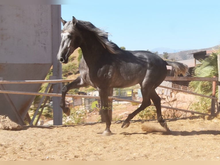PRE Semental 2 años 169 cm Tordo in Provinz Malaga
