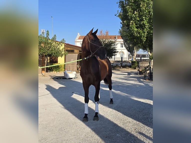 PRE Semental 2 años 170 cm Castaño in Valtierra