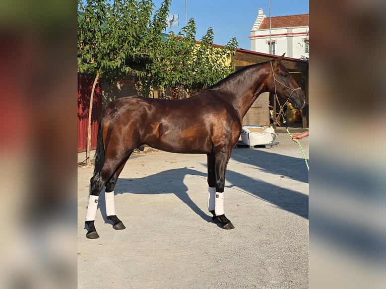 PRE Semental 2 años 170 cm Castaño in Valtierra