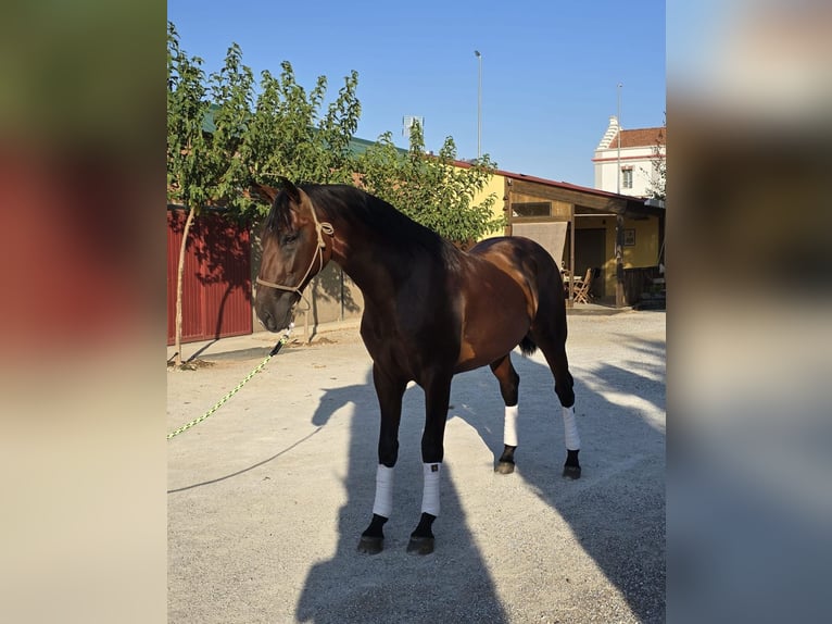 PRE Semental 2 años 170 cm Castaño in Valtierra