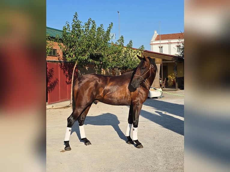 PRE Semental 2 años 170 cm Castaño in Valtierra