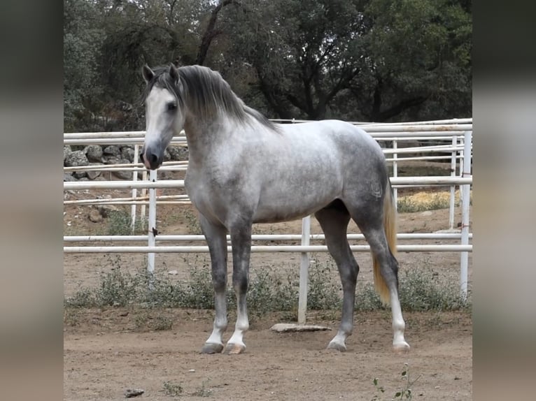 PRE Semental 2 años 170 cm Tordo rodado in El Real de la Jara (Sevilla)