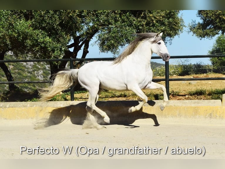 PRE Mestizo Semental 3 años 148 cm Castaño in Provinz Malaga