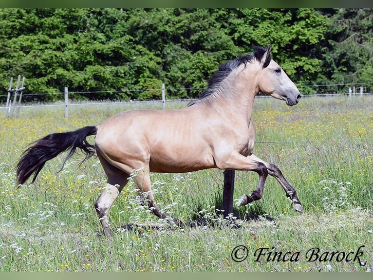 PRE Semental 3 años 151 cm Buckskin/Bayo in Wiebelsheim