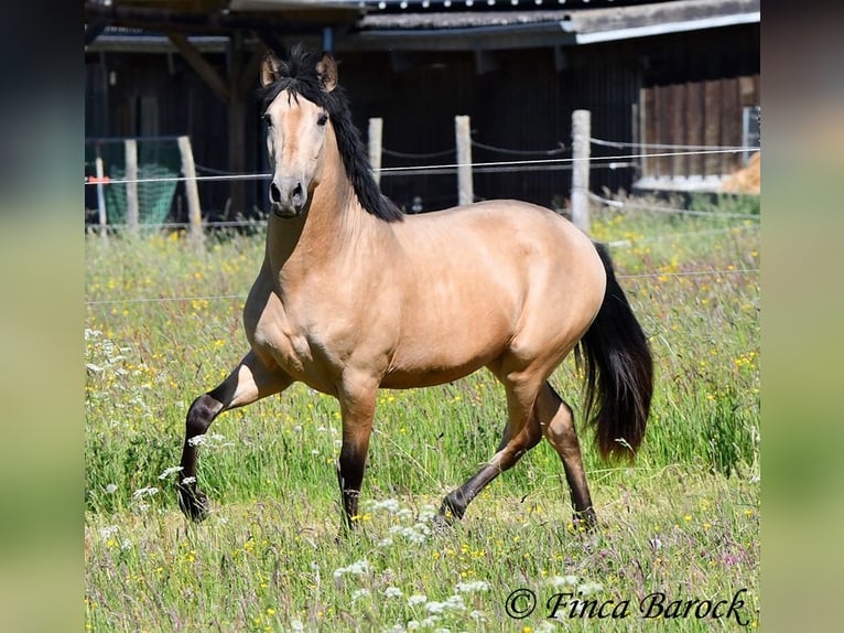 PRE Semental 3 años 151 cm Buckskin/Bayo in Wiebelsheim