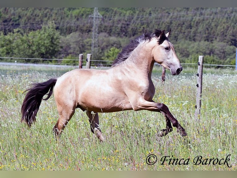 PRE Semental 3 años 151 cm Buckskin/Bayo in Wiebelsheim