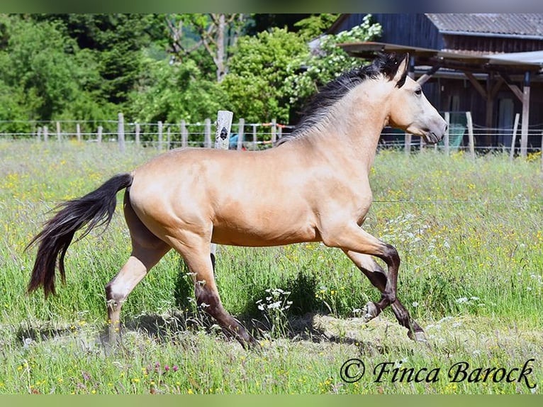PRE Semental 3 años 151 cm Buckskin/Bayo in Wiebelsheim