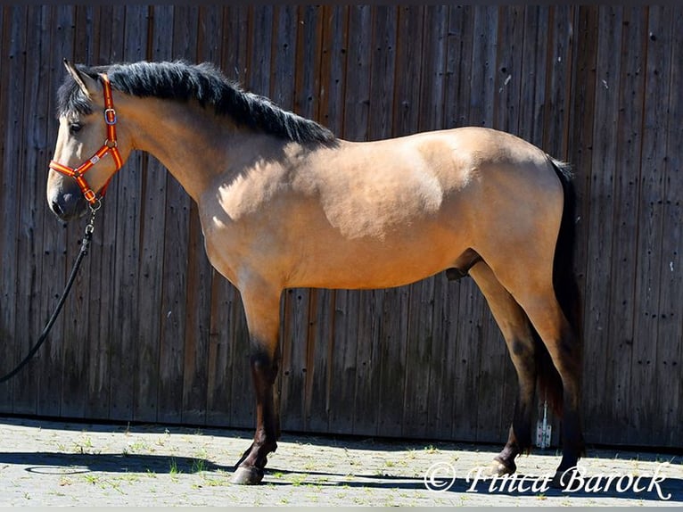 PRE Semental 3 años 151 cm Buckskin/Bayo in Wiebelsheim