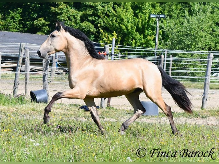 PRE Semental 3 años 151 cm Buckskin/Bayo in Wiebelsheim