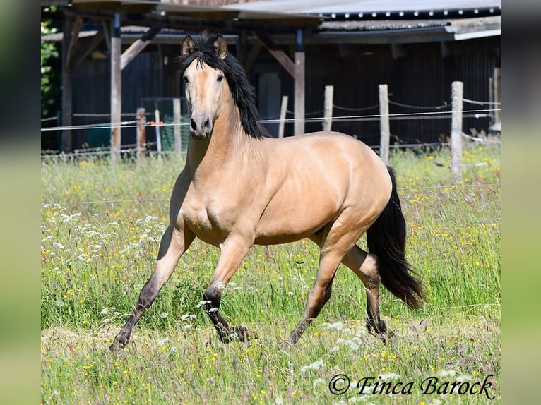 PRE Semental 3 años 151 cm Buckskin/Bayo in Wiebelsheim