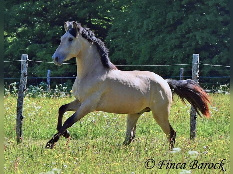 PRE Semental 3 años 151 cm Buckskin/Bayo in Wiebelsheim