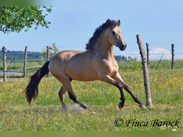 PRE Semental 3 años 151 cm Buckskin/Bayo in Wiebelsheim