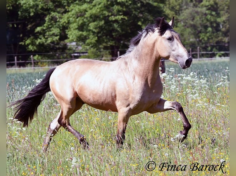 PRE Semental 3 años 151 cm Buckskin/Bayo in Wiebelsheim