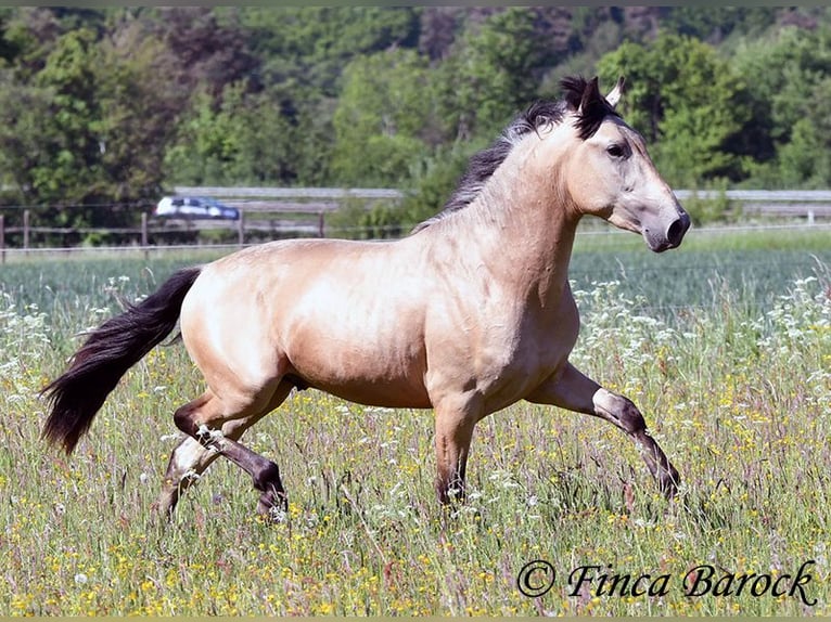 PRE Semental 3 años 151 cm Buckskin/Bayo in Wiebelsheim