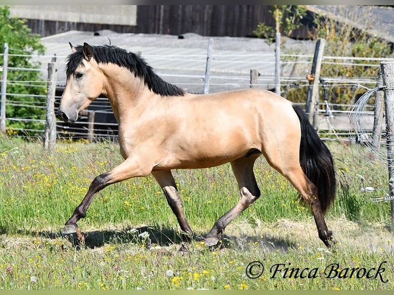 PRE Semental 3 años 151 cm Buckskin/Bayo in Wiebelsheim