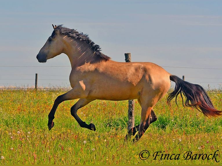 PRE Semental 3 años 151 cm Buckskin/Bayo in Wiebelsheim