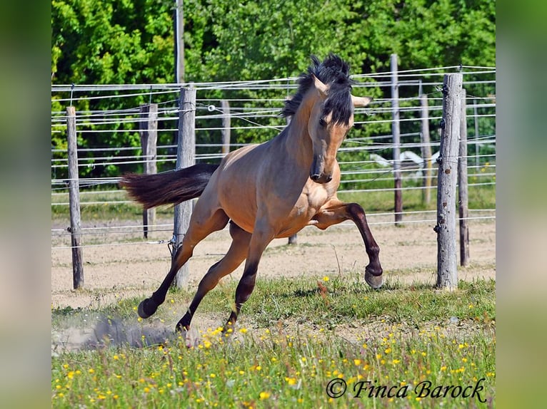 PRE Semental 3 años 151 cm Buckskin/Bayo in Wiebelsheim