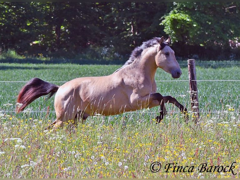 PRE Semental 3 años 151 cm Buckskin/Bayo in Wiebelsheim