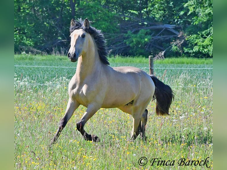 PRE Semental 3 años 151 cm Buckskin/Bayo in Wiebelsheim