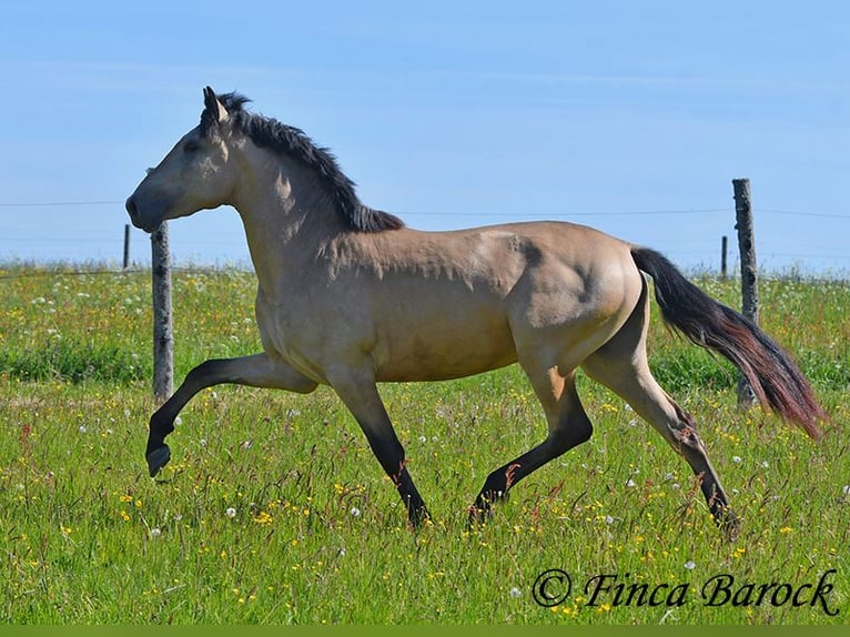 PRE Semental 3 años 151 cm Buckskin/Bayo in Wiebelsheim