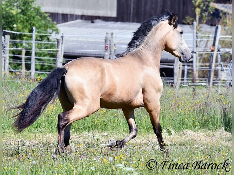 PRE Semental 3 años 151 cm Buckskin/Bayo in Wiebelsheim