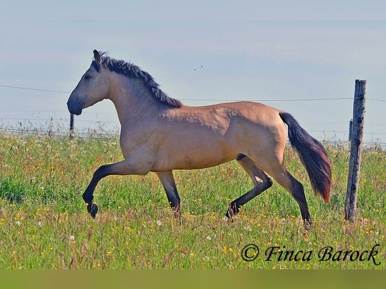 PRE Semental 3 años 151 cm Buckskin/Bayo in Wiebelsheim