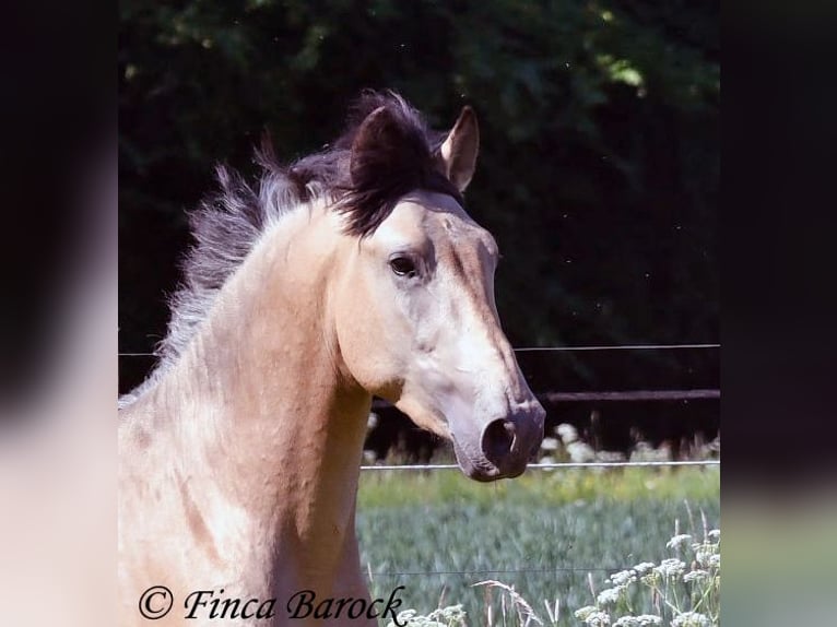 PRE Semental 3 años 151 cm Buckskin/Bayo in Wiebelsheim
