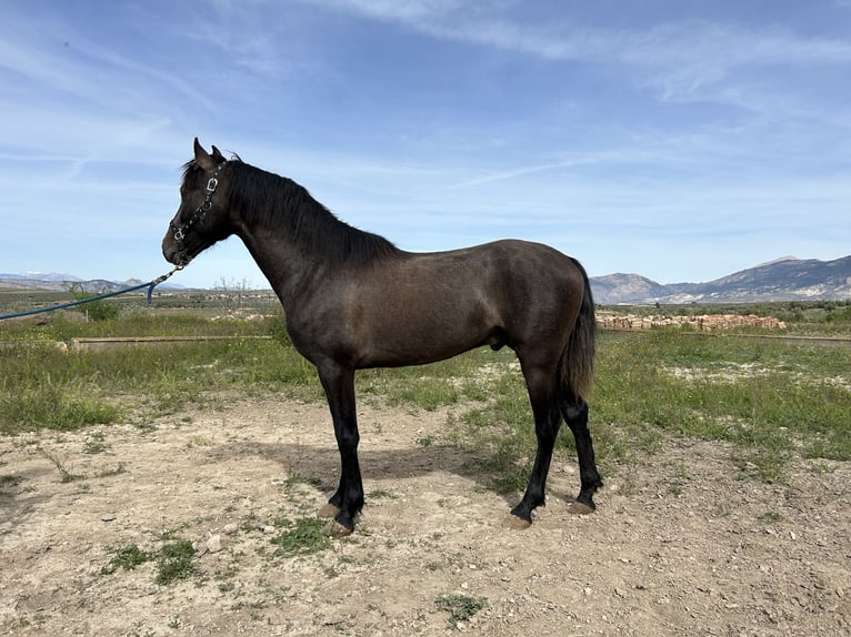 PRE Mestizo Semental 3 años 153 cm Tordo in Baza