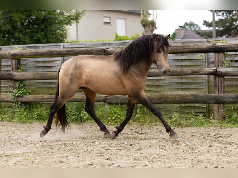 PRE Semental 3 años 154 cm Bayo in Kampenhout