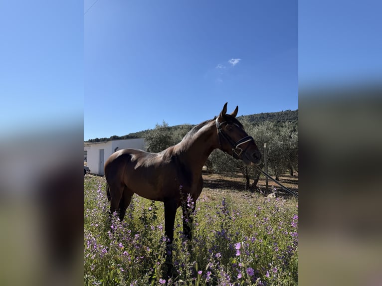 PRE Semental 3 años 154 cm Castaño oscuro in Humilladero