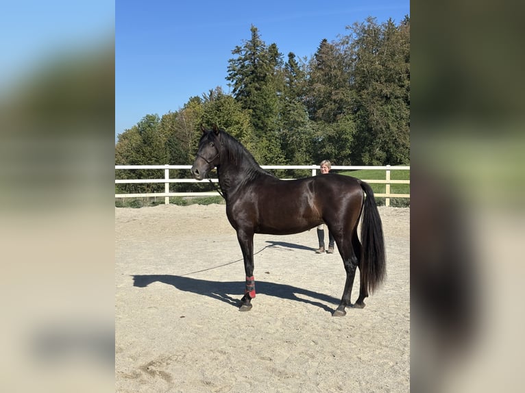 PRE Mestizo Semental 3 años 154 cm Negro in Niederstaufen