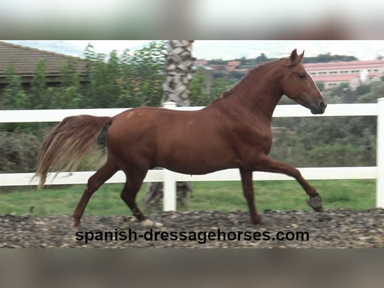 PRE Mestizo Semental 3 años 155 cm Alazán in Barcelona