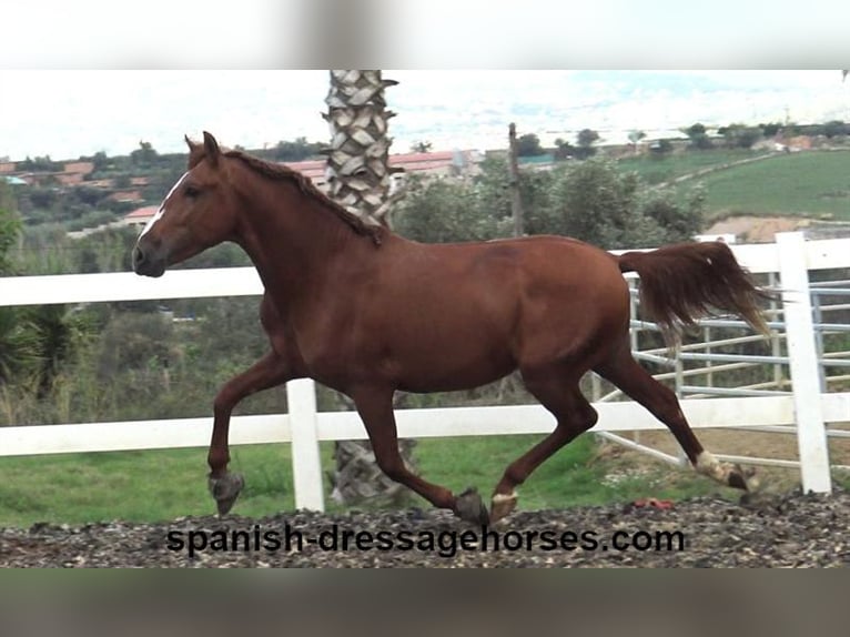 PRE Mestizo Semental 3 años 155 cm Alazán in Barcelona